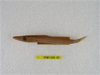 藏品(日本金梭魚)的圖片